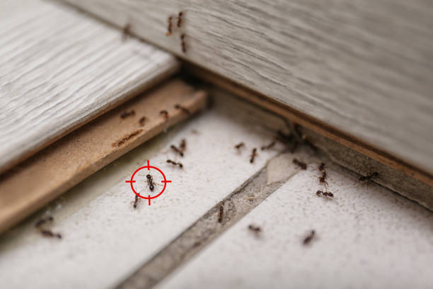 Trusted Lewisburg, TN Pest Control Experts