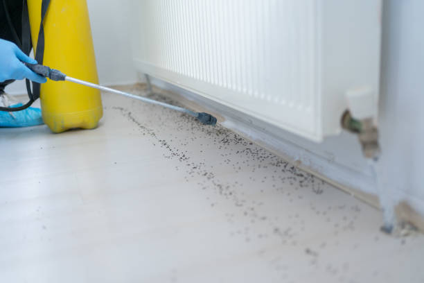Best Rat Extermination Near Me  in Lewisburg, TN